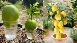 How to grow lemon trees with lemon fruit | aloe Vera | easiest growing method in the world |