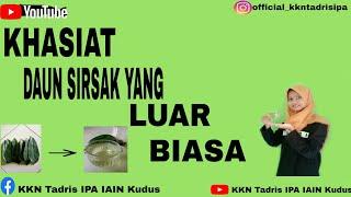 Khasiat Daun Sirsak Yang Luar Biasa | KKN IK-DR IAIN KUDIS | Tadris IPA | 81