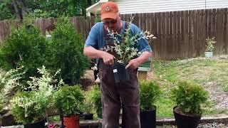 How to make a Dappled willow tree 