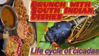 Brunch Invitation with South Indian Dishes| Life Cycle of Cicadas |Alluring Food |Periodical Cicadas