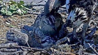 Iris Shelters Her Chicks From Summer Heat At Hellgate Osprey Nest – July 10, 2024