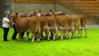 RBW-Schau 2014 - Nachzucht von Ofir (2)