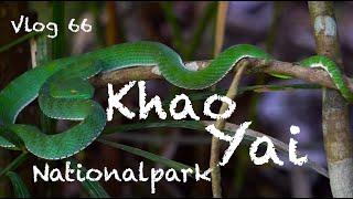 3 Tage mit Guide im Khao Yai National Park - Vlog 66