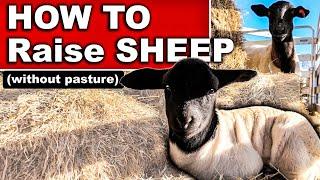 HOW TO RAISE SHEEP (without pasture) | What to Feed Sheep, How to Raise Market Lambs Dry Lot