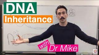 DNA Inheritance | Recessive and Dominant Inheritance