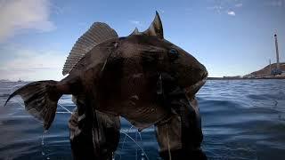 Pesca submarina gran canaria spearfishing