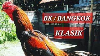 Ayam Bangkok klasik || tetep selalu di hati