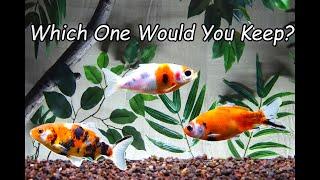 Shubunkin Goldfish Help Me Choose Which one to Keep