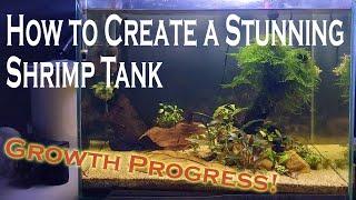 How to Create a Stunning Planted Shrimp Tank + Growth Progress! Beginner Friendly