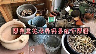 选择花盆的重要性/新手必看/常用花盆的优缺点/28.01.2023