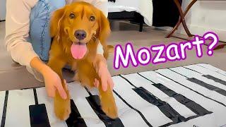 I Taught My Dogs to Play Piano! 