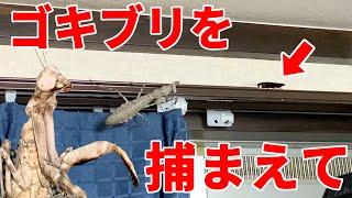 部屋に出たゴキブリの退治をカマキリに任せた結果