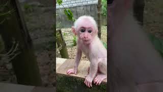 Monkey baby #monkey #babymonkey #cute #funny #animals #monkeys #monkeydluffy #monkeyvideo