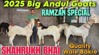 2025 Big Andul Goat At SHAHRUKH BHAI | Qurbani Ke Bade Andul Bakre In Bhiwandi | RAMZAN SPECIAL