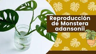 Reproducción de Monstera adansonii (Planta esqueleto)