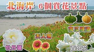 新北 北海岸6個賞花景點盛開 五月花季 I 淡水 - 奎柔山路百合花園、南瓜隧道、屯山荷花池 I 三芝 - 山豬窟荷花園 牡丹蓮盛開 I 石門 - 風箏公園旁的天人菊秘境、老梅綠石槽