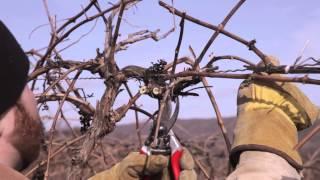 How to Prune Grape Vines: Top Wire Cordon