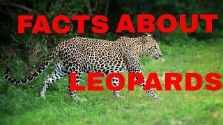 23 Amazing Facts About Leopards (Leopard Documentary 2020)