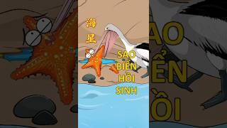 Sao biển có thể tự hồi sinh #khuvuonthichbuonchuyen #starfish #hoathinhvuinhon #funnycartoon #shorts