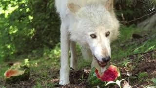 Watermelon-Loving Wolves!