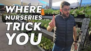 5 Veggie Seedlings I'll Never Buy From Nurseries