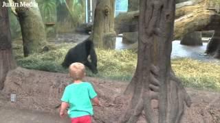 Gorilla plays peek-a-boo with toddler at Columbus Zoo – video