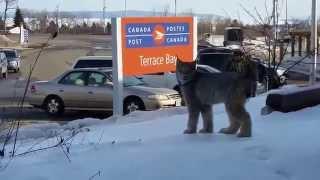 Une femme rencontre un lynx dans une zone commerciale en Ontario -- Lynx encounter in Ontario