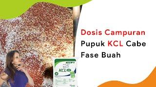 Dosis Pupuk KCl untuk Buah Cabe, Jadi NPK Generatif