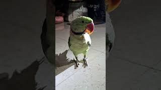 I like to move it .... #parrot #birdpet #mithu #movement