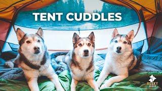 FIRST Camping Trip with Dogs for HUSKY SQUAD + Shevlin Park Oregon