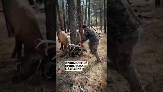 Олени запутались рогами #shorts #животные #жизнь