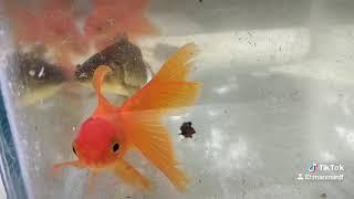 Ikan mas Koki oranda thailand ori