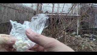 Public Defender: Body Camera Shows Cop Planting Drugs