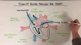 Flow of blood through the heart