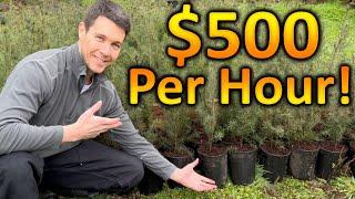 How to Make $500 Dollars an Hour with Trees | Sell Plants for Profit