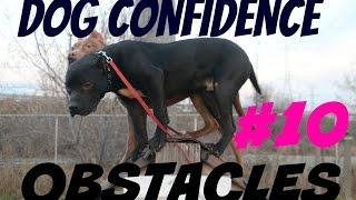 buliding dog confidence part 1 pitbull pit bull puppy muscle bully body building