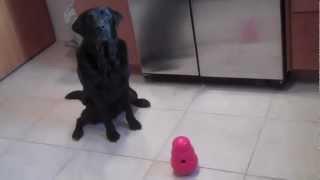 KONG Wobbler Dog Toy Review