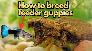 Breeding Feeder Guppies for Turtles: Everything You Need To Know