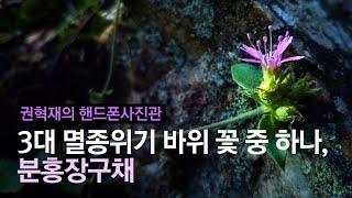 3대 멸종위기 바위 꽃 중 하나 '분홍장구채', 그 옆 낙엽 치우면 안되는 이유 | #권혁재의핸드폰사진관