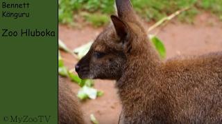 Bennett's tree-kangaroo - zoo Hluboka