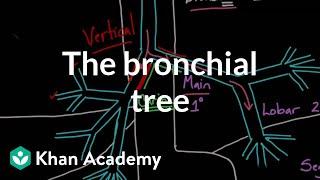 The bronchial tree | Advanced respiratory system physiology | Health & Medicine | Khan Academy
