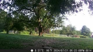 Look at all the pretty birds out in the yard for some food day1 trail camera 20240722