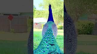 When a male peacock notices you#funnyvideos #funnyanimal #peacock #bird #wildlife #fyp