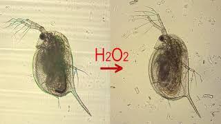 Stressed cardiac tissue of Daphnia after exposure to hydrogen peroxide