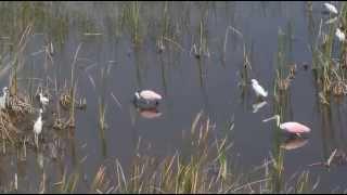 Spoonbills on the Ten Thousand Islands National Wildlife Refuge