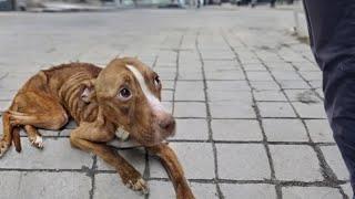 "Please", she gradually fainted after many days of begging but no one cared