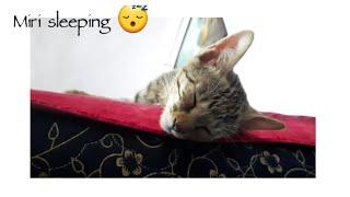 Miri sleeps peaceful after her 1 st bath|#Purrfect #sleep after a long time