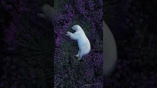 Polar Bear Sleeping On Flowers Of Fireweed #shorts #asmr #viral