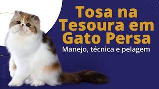 Live#053 - Tosa na Tesoura em Gato Persa Manejo, técnica e pelagem