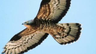 BTO Bird ID - Summer Buzzards: Common Buzzard and Honey-buzzard